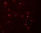 NALP6 Antibody